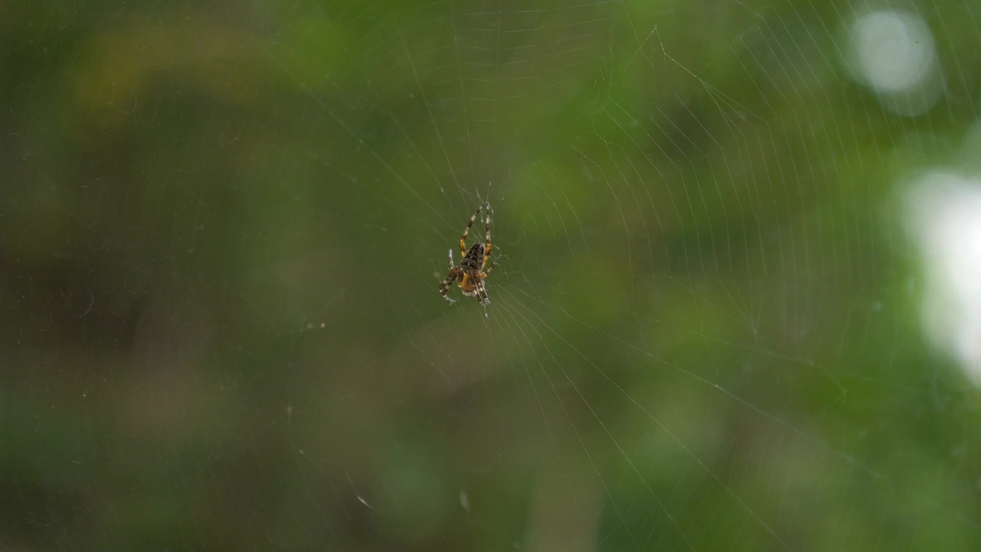 Spider Shaking its Web - Animals - Videotime.com