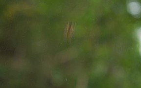 Spider Shaking its Web - Animals - VIDEOTIME.COM