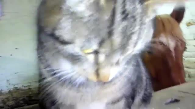 Cat And Horse Are Friends - Animals - Videotime.com