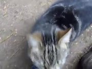 Cat And Horse Are Friends