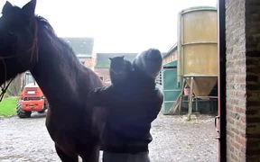 Cat And Horse Are Friends - Animals - VIDEOTIME.COM