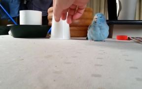 Parrot Chases Plastic Cup - Animals - VIDEOTIME.COM