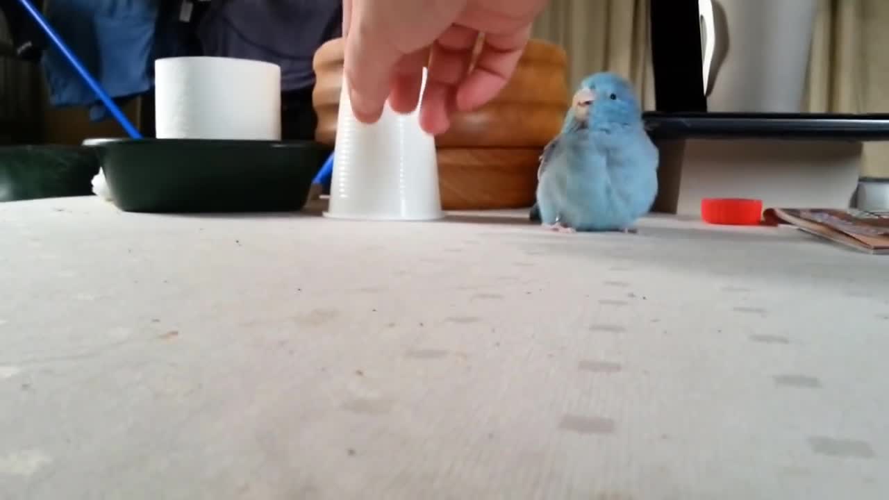 Parrot Chases Plastic Cup