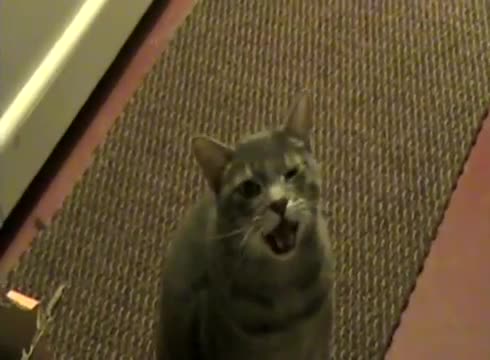 Hey Hey Hey Cat - Animals - Videotime.com