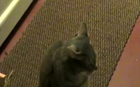 Hey Hey Hey Cat - Animals - VIDEOTIME.COM