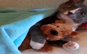 Cute Kitty With Teddy Bear - Animals - VIDEOTIME.COM