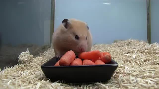 Cute Hampster Eating Carrots - Animals - Videotime.com