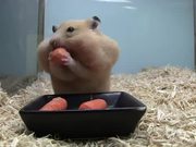 Cute Hampster Eating Carrots