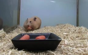 Cute Hampster Eating Carrots - Animals - VIDEOTIME.COM