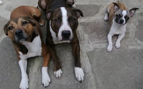 3 Dogs 3 Sausages - Animals - VIDEOTIME.COM