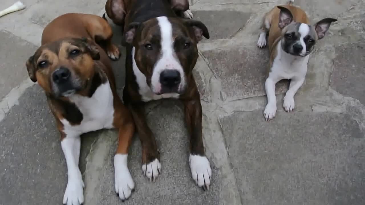 3 Dogs 3 Sausages - Animals - Videotime.com