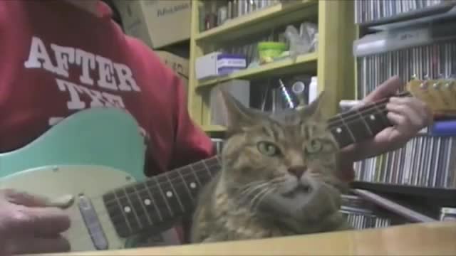 Snaggletooth Cat Bopping Along - Animals - Videotime.com