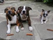 3 Dogs 3 Sausages