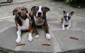 3 Dogs 3 Sausages - Animals - VIDEOTIME.COM