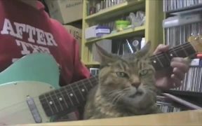 Snaggletooth Cat Bopping Along - Animals - VIDEOTIME.COM