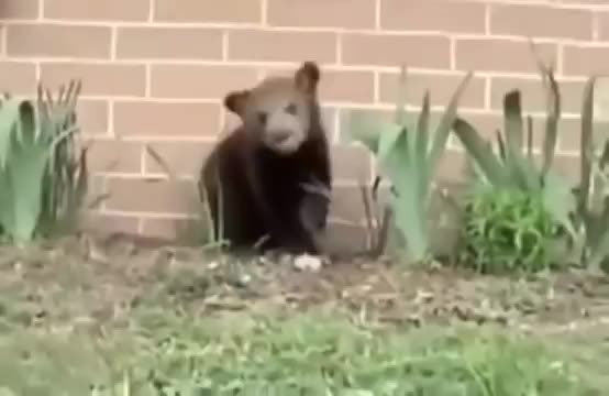 Sneezing Bear