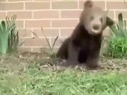 Sneezing Bear - Animals - Y8.COM