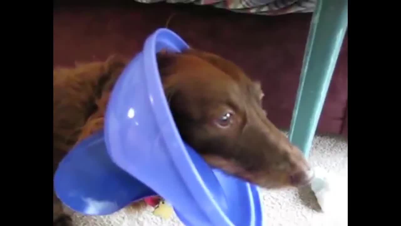 Top 10 Guiltiest Dogs - Animals - Videotime.com