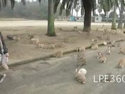 The Bunny Stampede