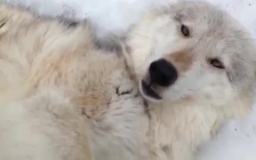 Wolf Belly Rub - Animals - VIDEOTIME.COM