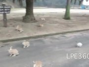 The Bunny Stampede