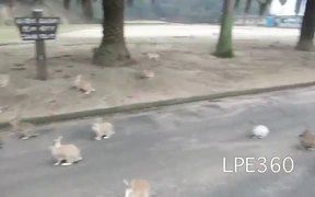 The Bunny Stampede - Animals - VIDEOTIME.COM