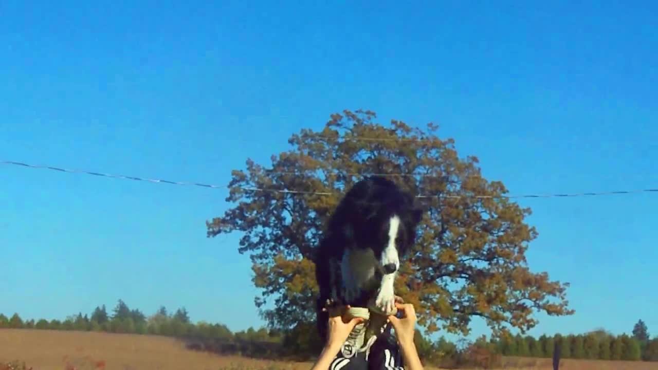 Amazing Border Collie Tricks - Animals - Videotime.com