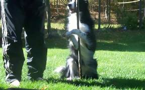 Amazing Border Collie Tricks - Animals - VIDEOTIME.COM