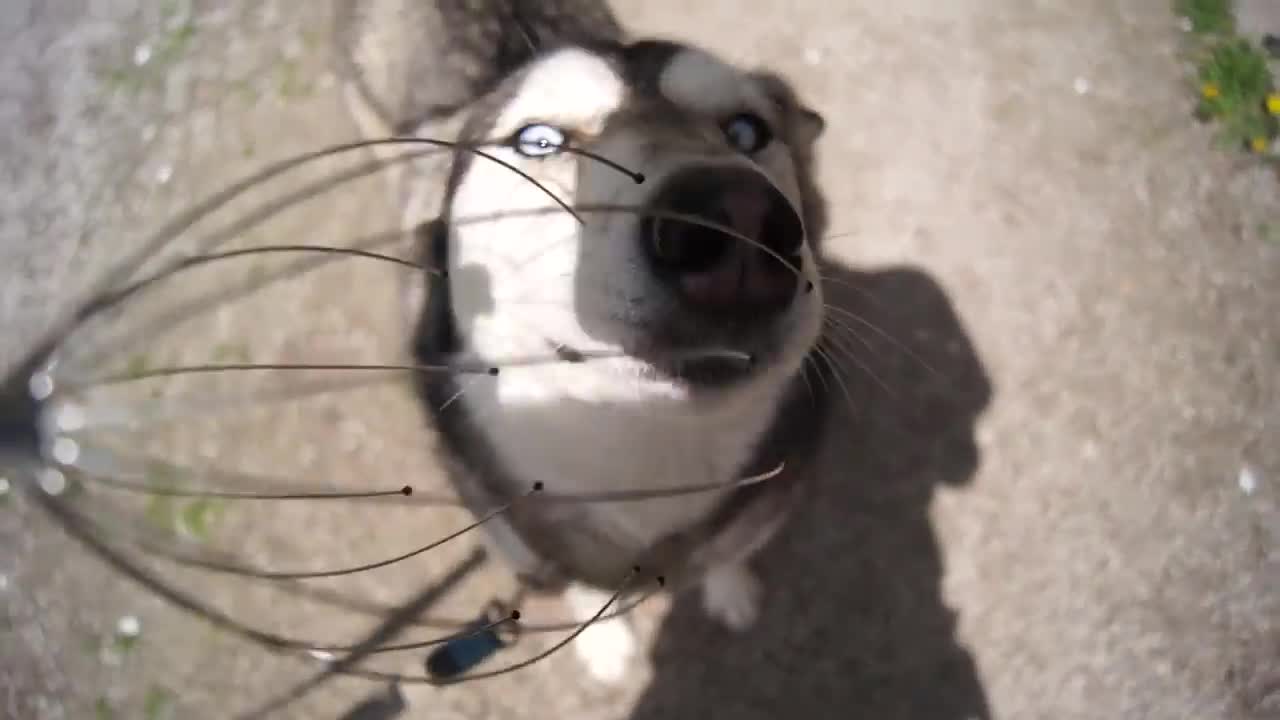 Husky Head Massage - Animals - Videotime.com
