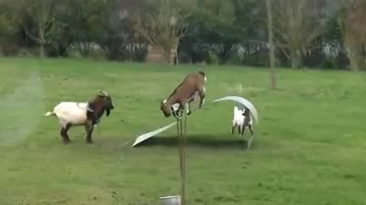 Goats Bouncing Around - Animals - Videotime.com