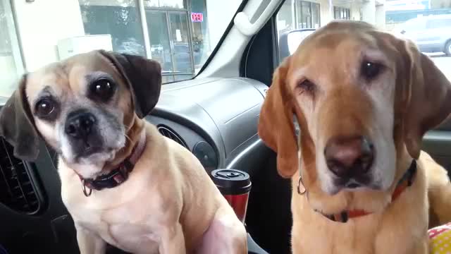 Dogs Sharing Ice Cream - Animals - Videotime.com