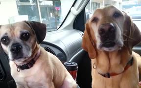 Dogs Sharing Ice Cream - Animals - VIDEOTIME.COM