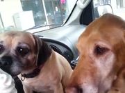 Dogs Sharing Ice Cream