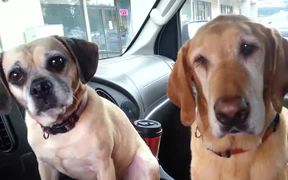 Dogs Sharing Ice Cream - Animals - VIDEOTIME.COM