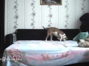 Dog Not Allowed On Bed