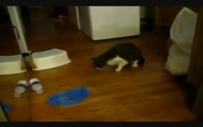 Cat Hairball Techno - Animals - VIDEOTIME.COM