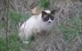 Cat Hairball Techno - Animals - VIDEOTIME.COM