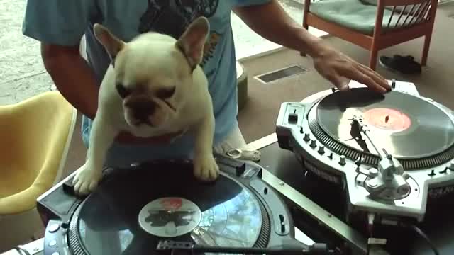 DJ Doggy Dog - Fun - Videotime.com