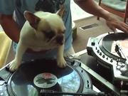DJ Doggy Dog