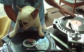 DJ Doggy Dog - Fun - VIDEOTIME.COM