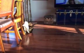 Pug Vs Cat Battle - Animals - VIDEOTIME.COM