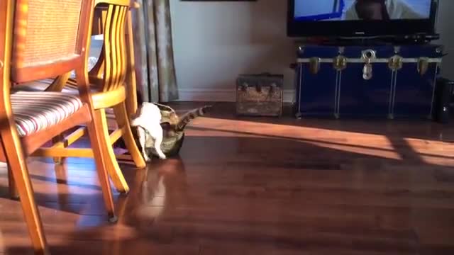 Pug Vs Cat Battle - Animals - Videotime.com