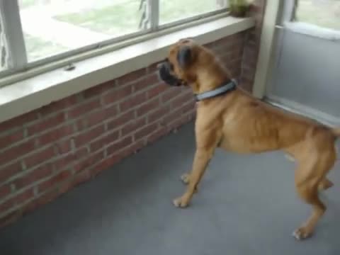 Dog Scared Of A Leaf - Animals - Videotime.com