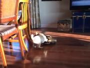 Pug Vs Cat Battle