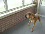 Dog Scared Of A Leaf