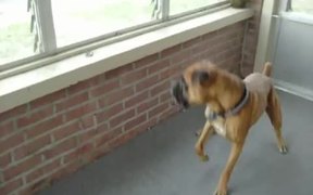 Dog Scared Of A Leaf - Animals - VIDEOTIME.COM