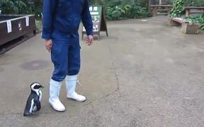 Penguin Chasing Zookeeper - Animals - VIDEOTIME.COM