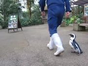 Penguin Chasing Zookeeper
