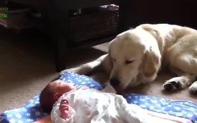 Dogs Protecting Babies - Animals - VIDEOTIME.COM