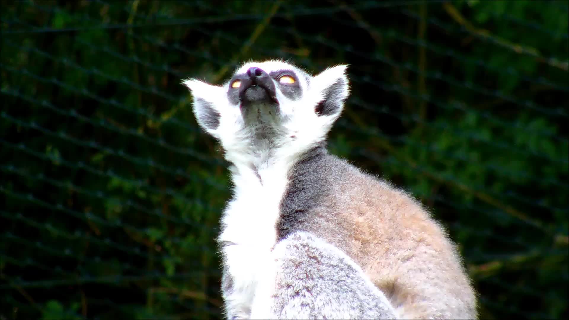 Ring-Tailed Lemur in a Zoo - Animals - Videotime.com